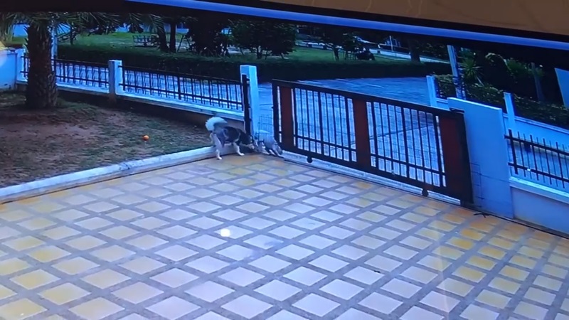 สุนัขแสนรู้ สุนัขแสนรู้