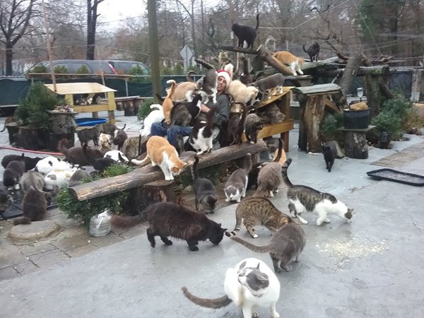 บ้านแมวจรจัด บ้านแมวจรจัด