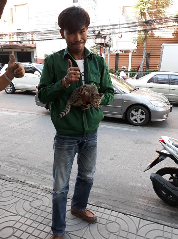 แมวหัวติดฝาท่อ แมวหัวติดฝาท่อ
