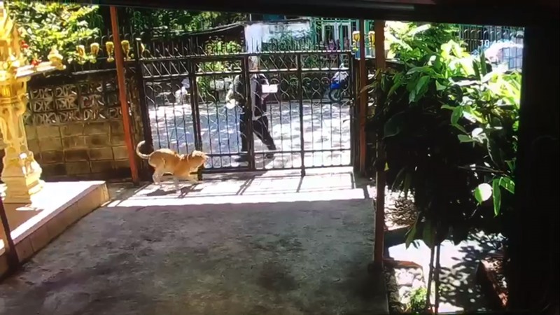 ทำร้ายหมา ทำร้ายหมา
