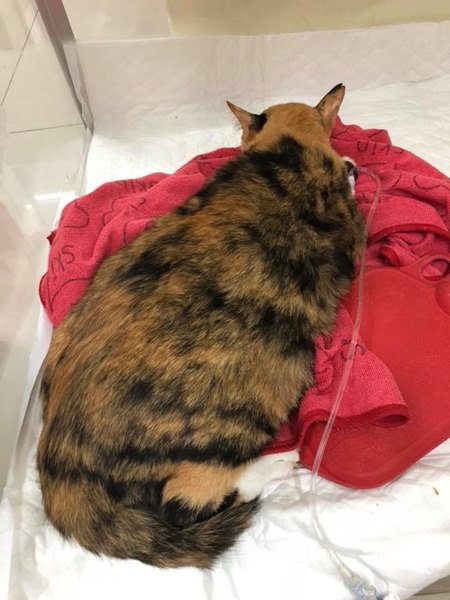 มะลิ ทูนหัวของบ่าว มะลิ ทูนหัวของบ่าว