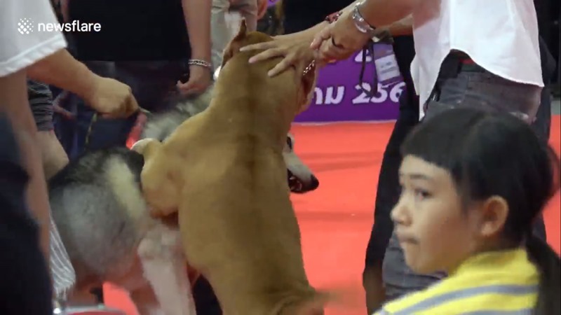 พิทบูลกัดไซบีเรียนกลางงานประกวด พิทบูลกัดไซบีเรียนกลางงานประกวด