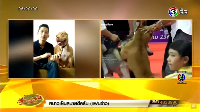 พิทบูลกัดไซบีเรียนกลางงานประกวด พิทบูลกัดไซบีเรียนกลางงานประกวด