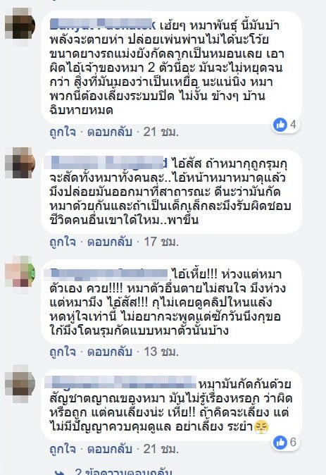 พิทบูลกัดหมาข้างถนน พิทบูลกัดหมาข้างถนน
