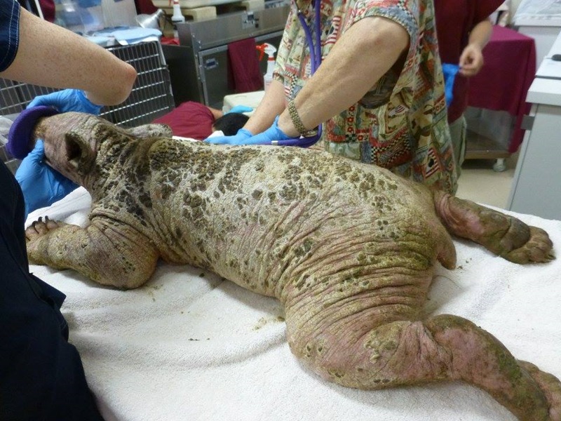 หมี หมี