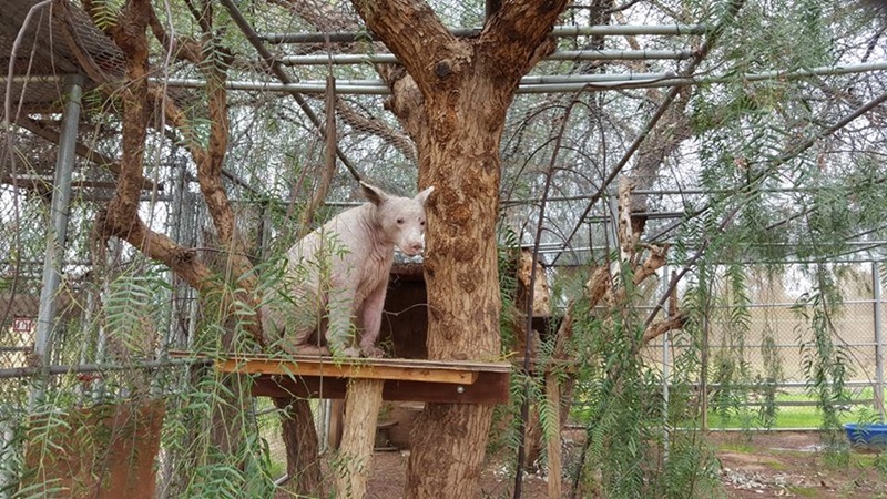 หมี หมี