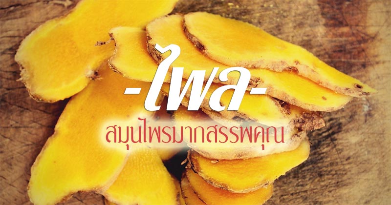 ไพล ไพล