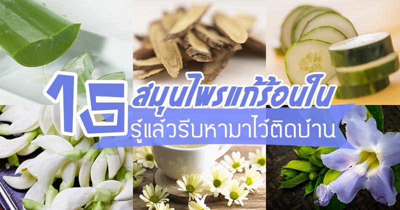 สมุนไพรแก้ร้อนใน สมุนไพรแก้ร้อนใน