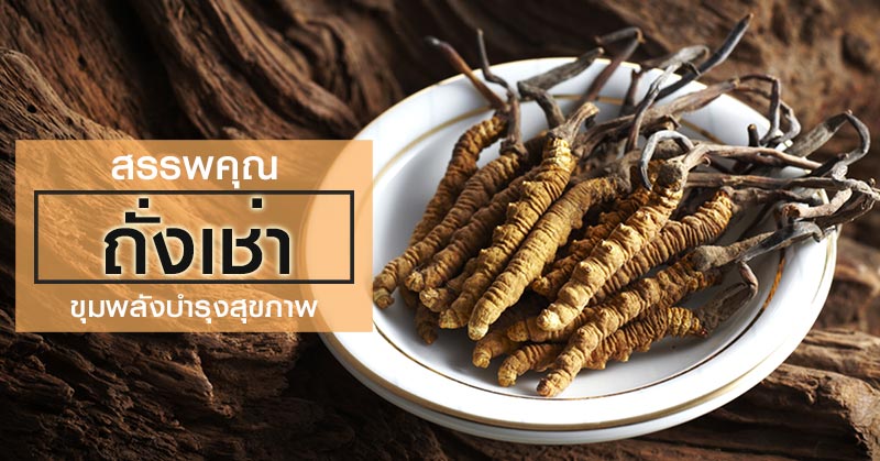 ถั่งเช่า ถั่งเช่า