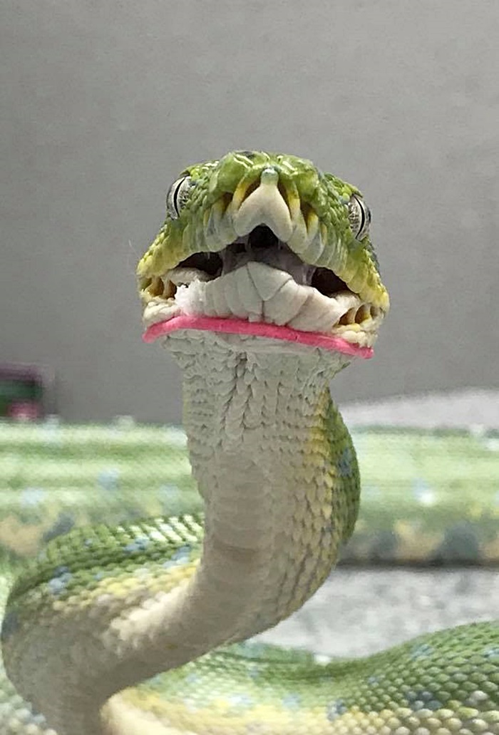 รักษางู รักษางู