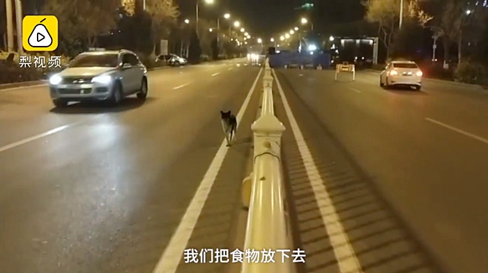 สุนัขรอเจ้าของ สุนัขรอเจ้าของ