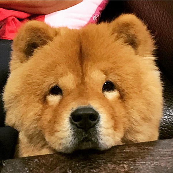 สุนัขพันธุ์เชาเชา สุนัขพันธุ์เชาเชา