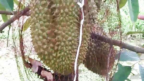 ทุเรียนหมอนทอง ทุเรียนหมอนทอง