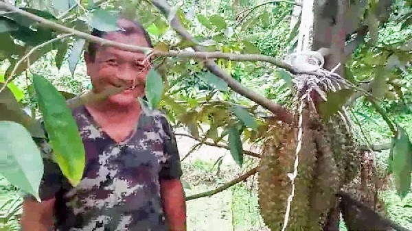 ทุเรียนหมอนทอง ทุเรียนหมอนทอง