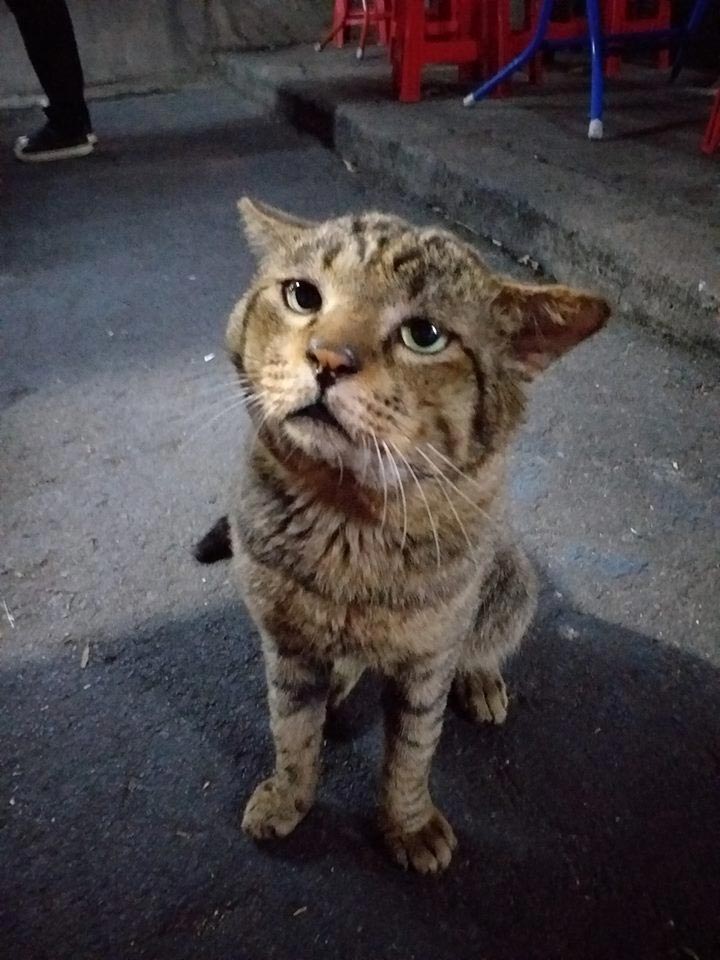 แมวจรจัดหัวโต แมวจรจัดหัวโต