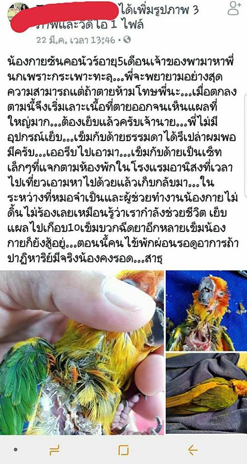 โชว์รักษานก โชว์รักษานก