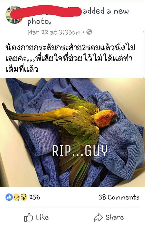 โชว์รักษานก โชว์รักษานก