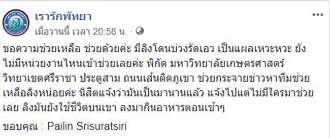 เจ้าลิงน้อยโดนบ่วงรัดเอวแทบขาด เจ้าลิงน้อยโดนบ่วงรัดเอวแทบขาด