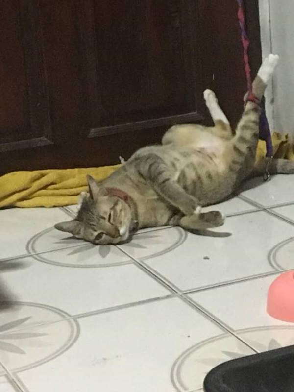 ทารุณแมว ทารุณแมว