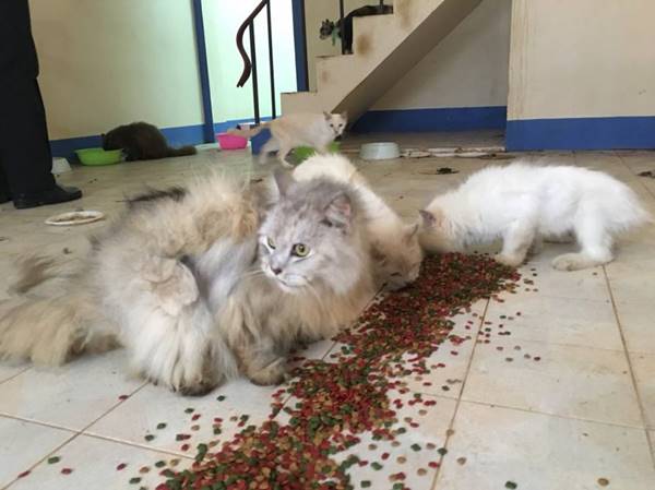 แมวเปอร์เซีย แมวเปอร์เซีย