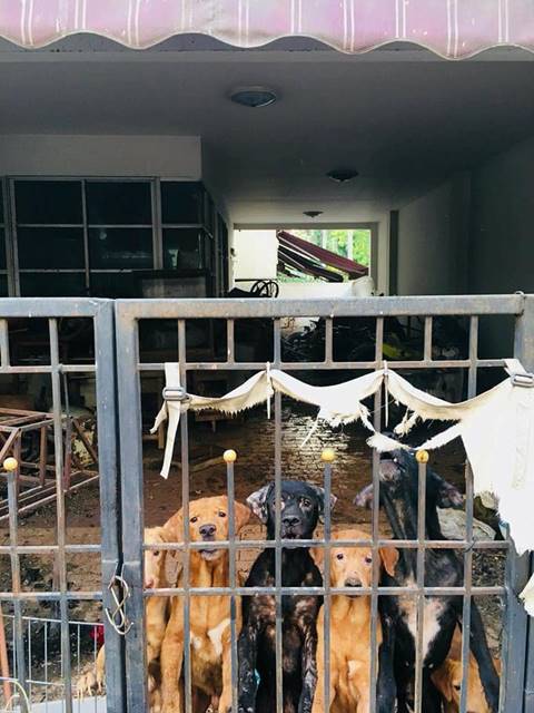 หมาเกือบสิบตัวโดนทิ้งในบ้านร้าง หมาเกือบสิบตัวโดนทิ้งในบ้านร้าง