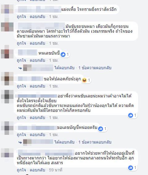เหยียบน้องหมาป่วยเป็นมะเร็ง เหยียบน้องหมาป่วยเป็นมะเร็ง