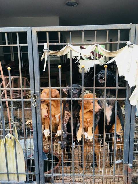 หมาเกือบสิบตัวโดนทิ้งในบ้านร้าง หมาเกือบสิบตัวโดนทิ้งในบ้านร้าง