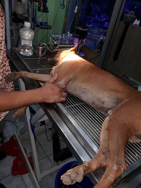 หมาจรโดนคนใจบาปยิงธนูปักตา หมาจรโดนคนใจบาปยิงธนูปักตา