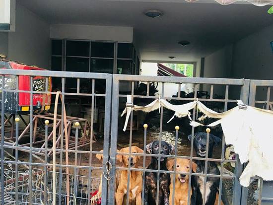 หมาเกือบสิบตัวโดนทิ้งในบ้านร้าง หมาเกือบสิบตัวโดนทิ้งในบ้านร้าง