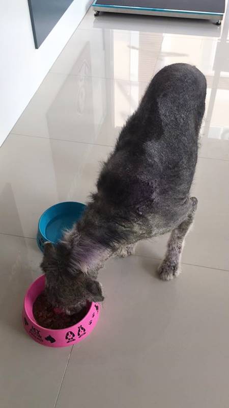 หนุ่มเจอตูบหน้าคุ้น หนุ่มเจอตูบหน้าคุ้น