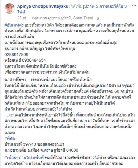 แมวเปอร์เซีย แมวเปอร์เซีย