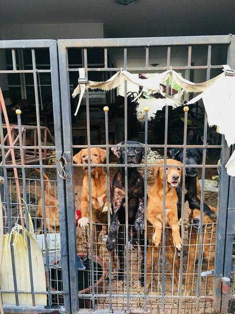 หมาเกือบสิบตัวโดนทิ้งในบ้านร้าง หมาเกือบสิบตัวโดนทิ้งในบ้านร้าง