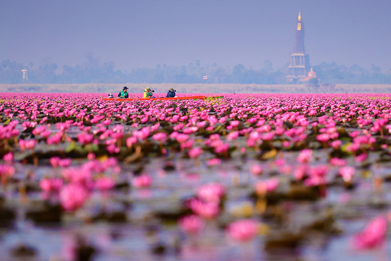 ทุ่งบัวแดง ทุ่งบัวแดง
