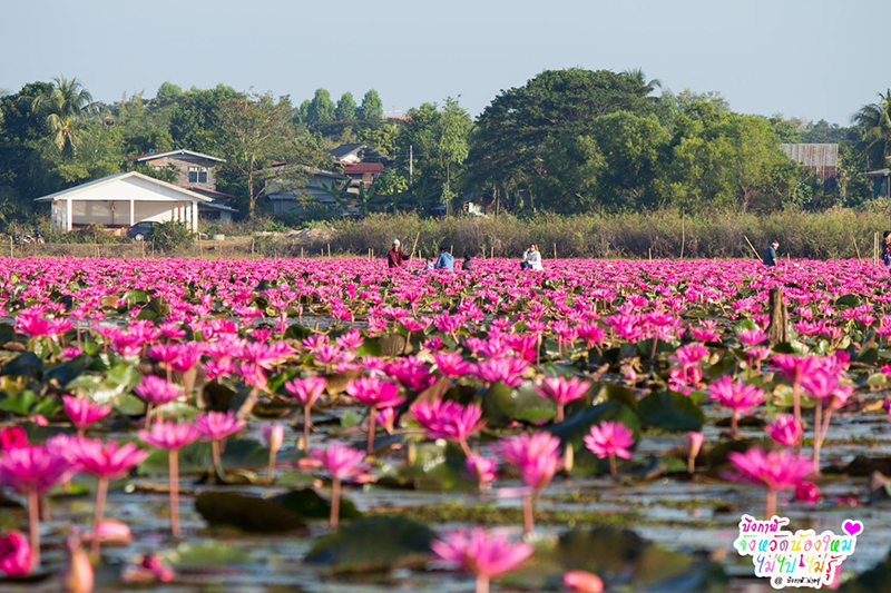 ทุ่งบัวแดง ทุ่งบัวแดง