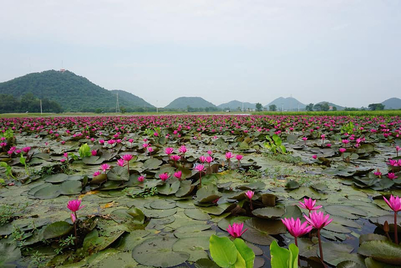 ทุ่งบัวแดง ทุ่งบัวแดง