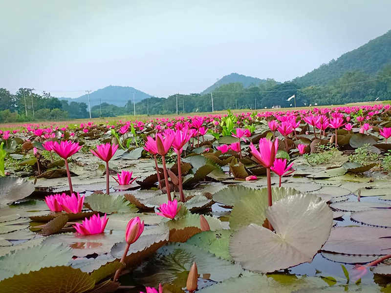 ทุ่งบัวแดง ทุ่งบัวแดง