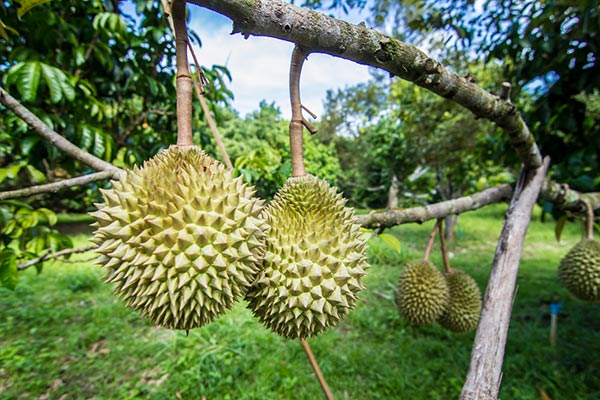 เที่ยวจันทบุรี เที่ยวจันทบุรี