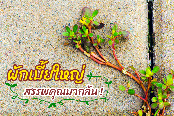 ผักเบี้ยใหญ่ ผักเบี้ยใหญ่