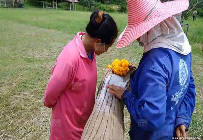 ต้นตะเคียน ต้นตะเคียน
