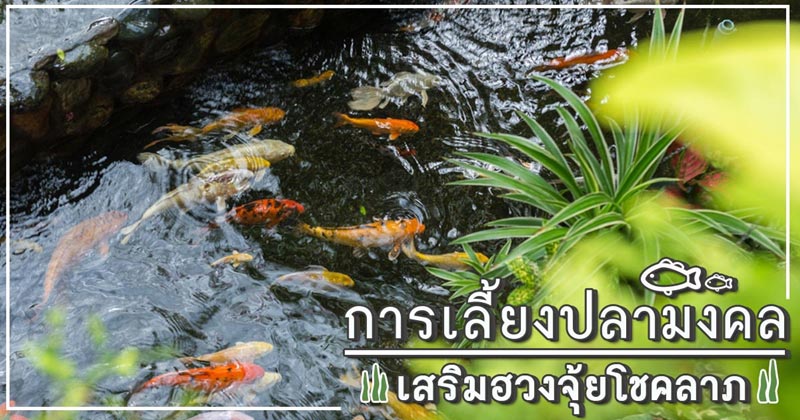 เลี้ยงปลาอย่างไรให้เงินไหลเข้าบ้าน เลี้ยงปลาอย่างไรให้เงินไหลเข้าบ้าน