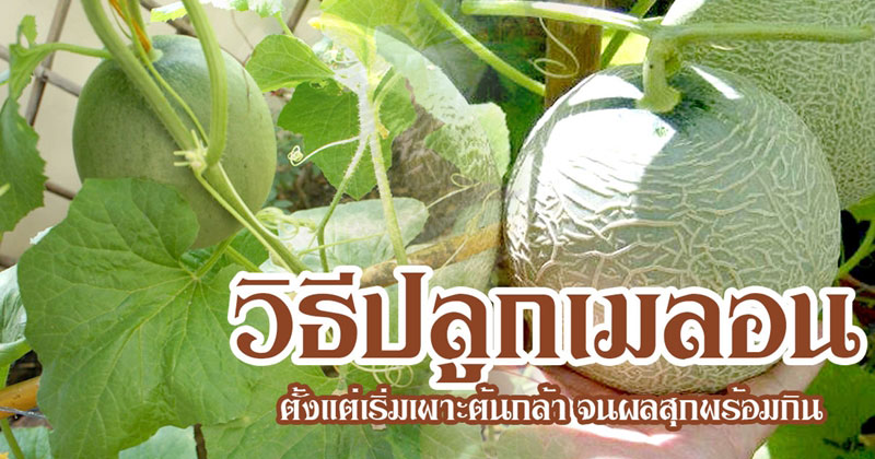 วิธีปลูกเมลอนในกระถาง วิธีปลูกเมลอนในกระถาง