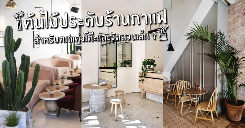 ต้นไม้ประดับร้านกาแฟ ต้นไม้ประดับร้านกาแฟ