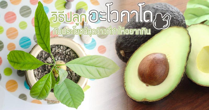 ปลูกอะโวคาโดในกระถาง ปลูกอะโวคาโดในกระถาง