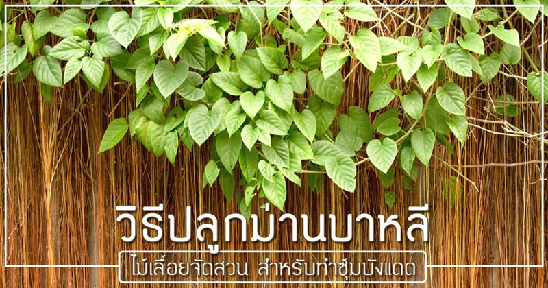 วิธีปลูกม่านบาหลี วิธีปลูกม่านบาหลี