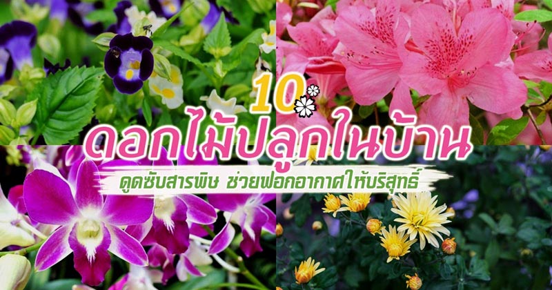 ไม้ดอกดูดสารพิษ ไม้ดอกดูดสารพิษ
