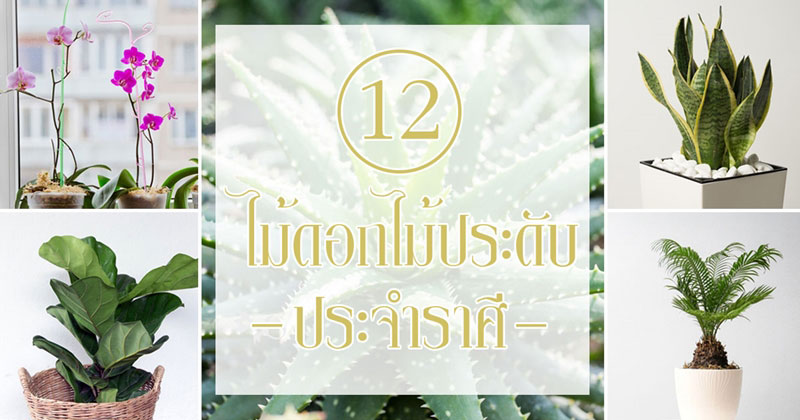 ต้นไม้ประจำราศี ต้นไม้ประจำราศี