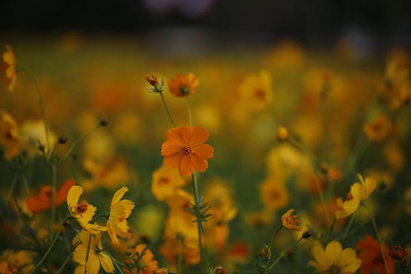 ทุ่งคอสมอส ทุ่งคอสมอส