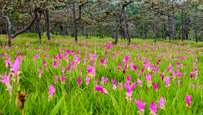 เทศกาลการแสดงศิลปวัฒนธรรมประเพณีทั่วไทย เทศกาลการแสดงศิลปวัฒนธรรมประเพณีทั่วไทย