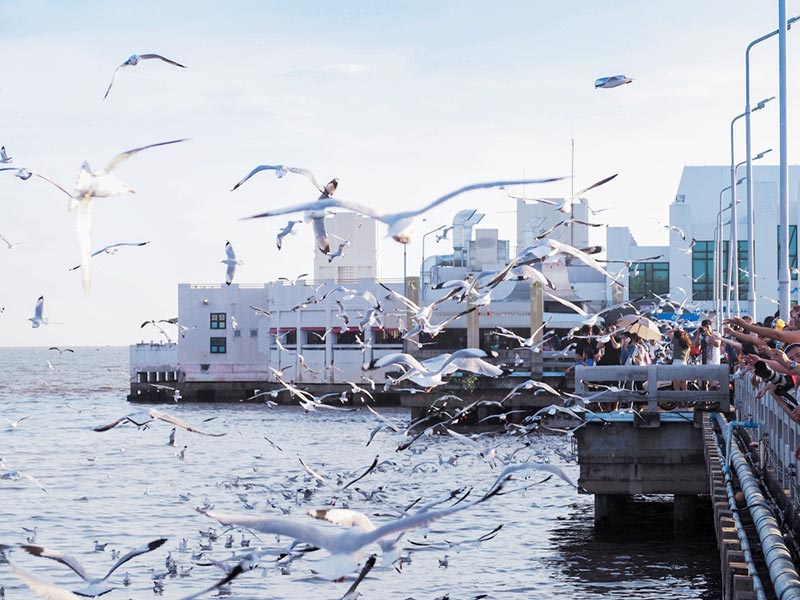บางปู บางปู