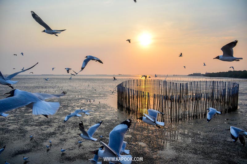 บางปู บางปู